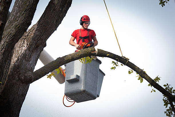 Best Tree Risk Assessment  in USA